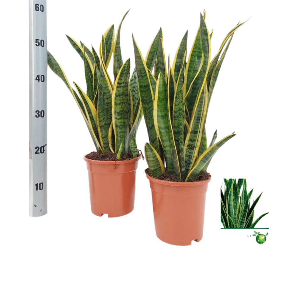 Lars de Laurentii  - Sansevieria Laurentii - Ø17 cm - ↕50 cm