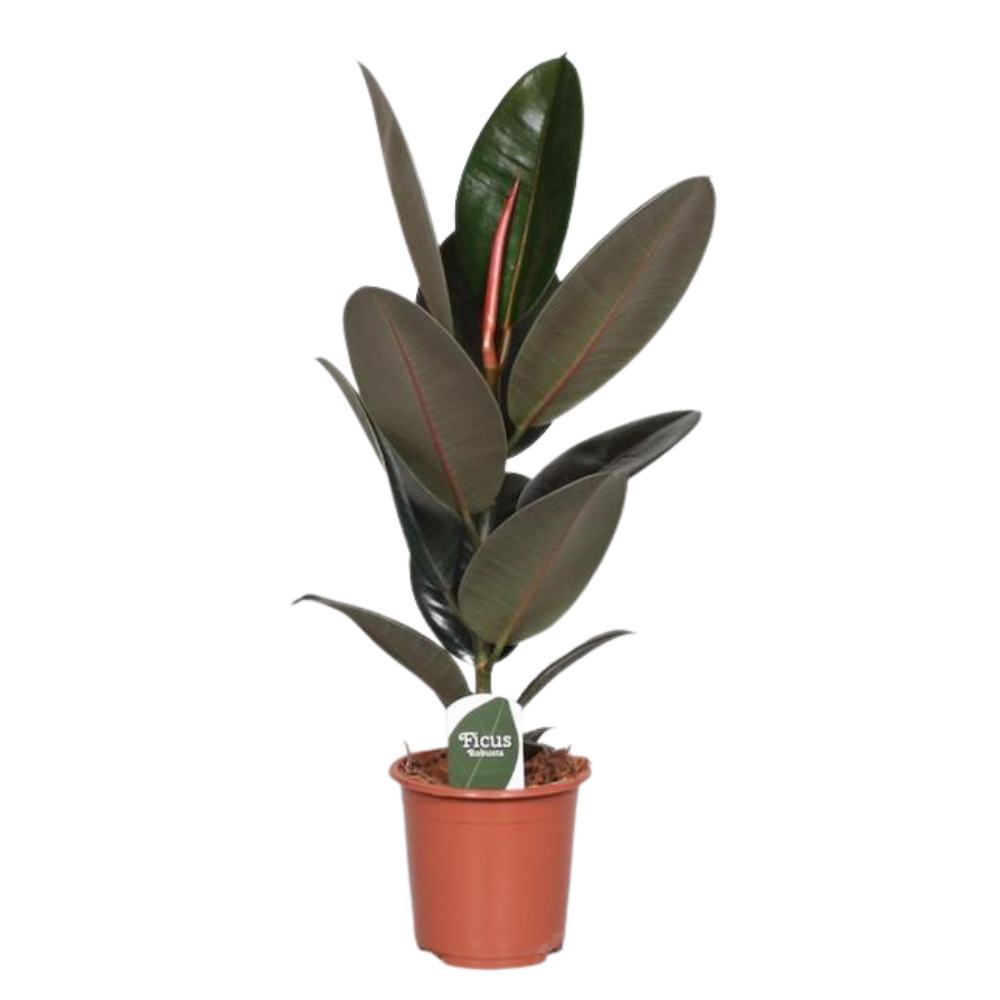 Abby de Ficus - Ficus Elastica Abidjan - Ø17cm - ↕60cm