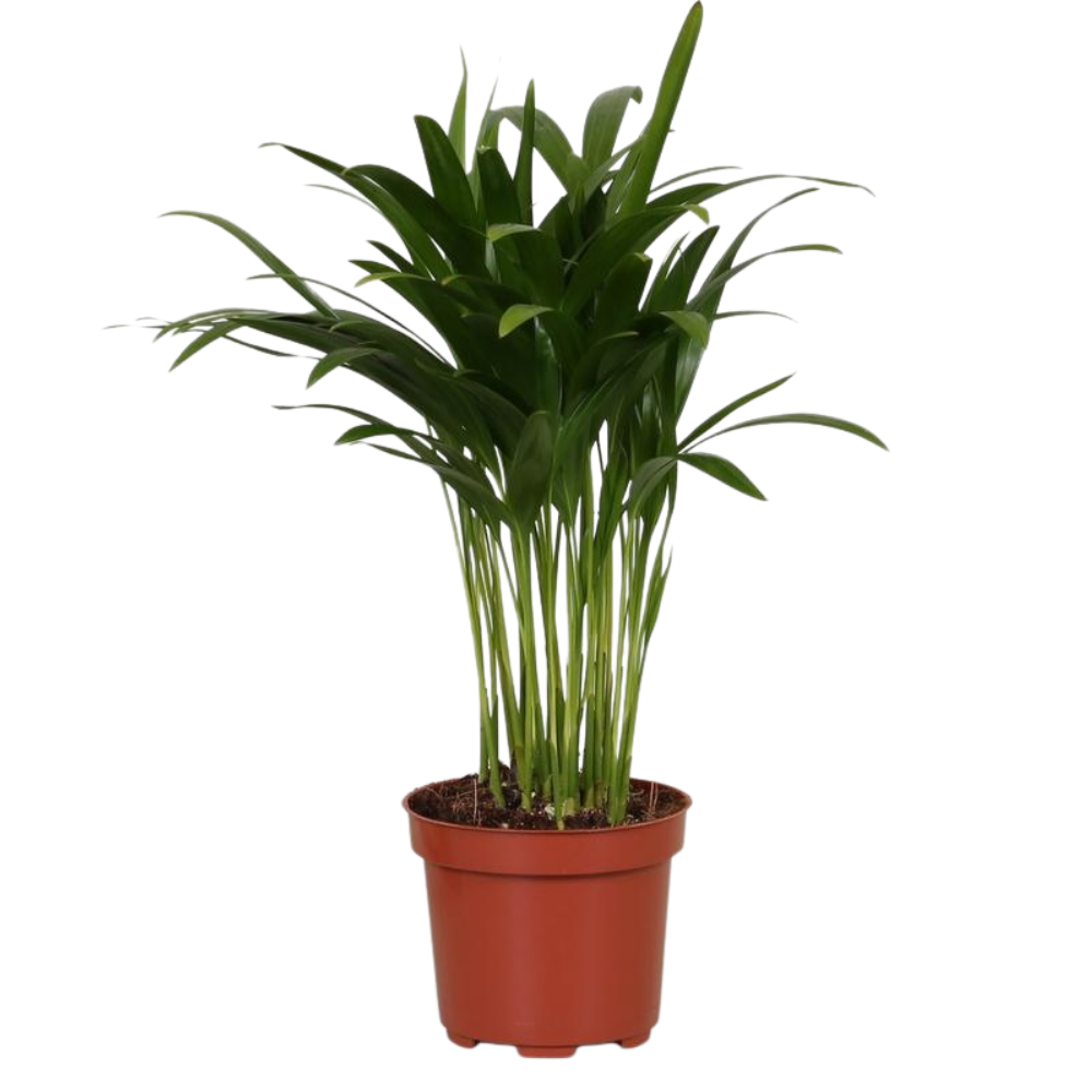 Sunny de Palm Mini - Areca Dypsis - Ø12cm - ↕35cm