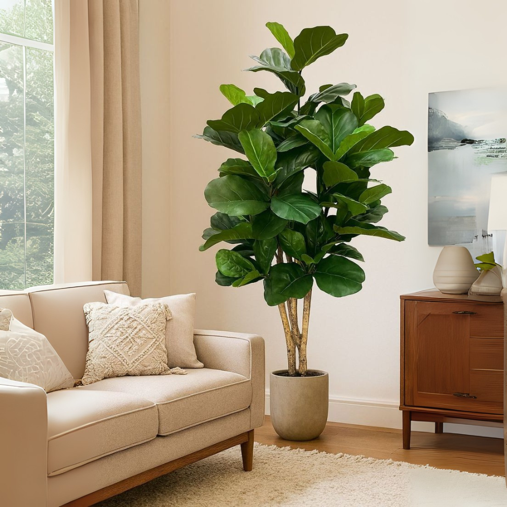 Lynn de Lyrata - Ficus Lyrata Vertakt XL – Ø32cm – ↕200cm