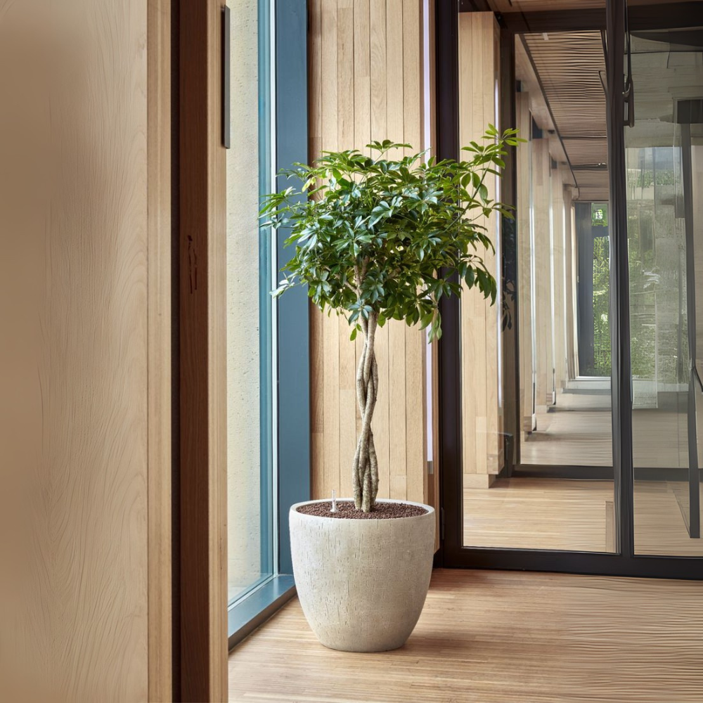 Noah de Schefflera - Schefflera op stam – Ø30cm – ↕170cm