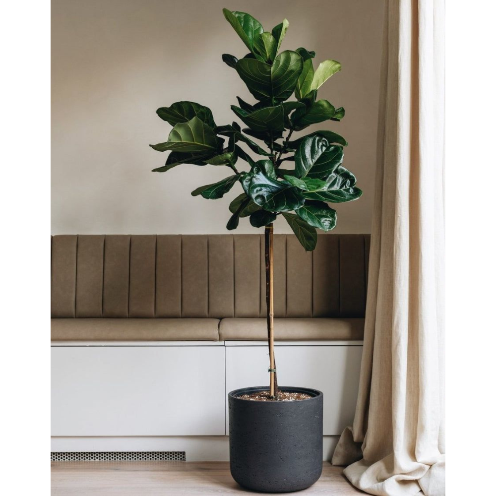 Lynn de Lyrata - Ficus Lyrata Stam – Ø30cm – ↕160cm