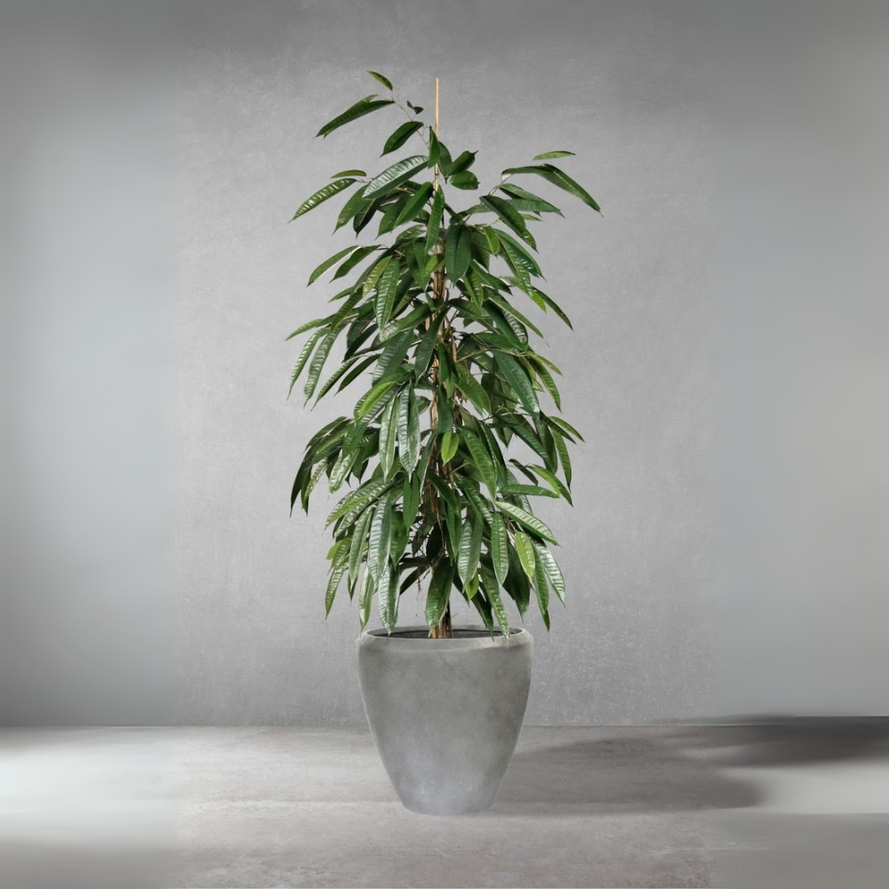Cyrus de Ficus - Ficus Cyathistipula Zuil – Ø29cm – ↕150cm