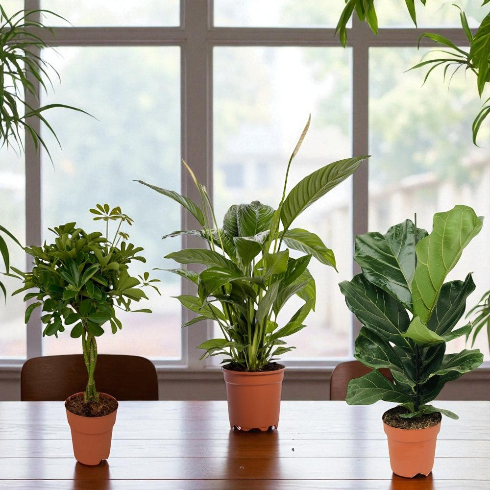 Bureau Botanica - Set van 3 kamerplanten