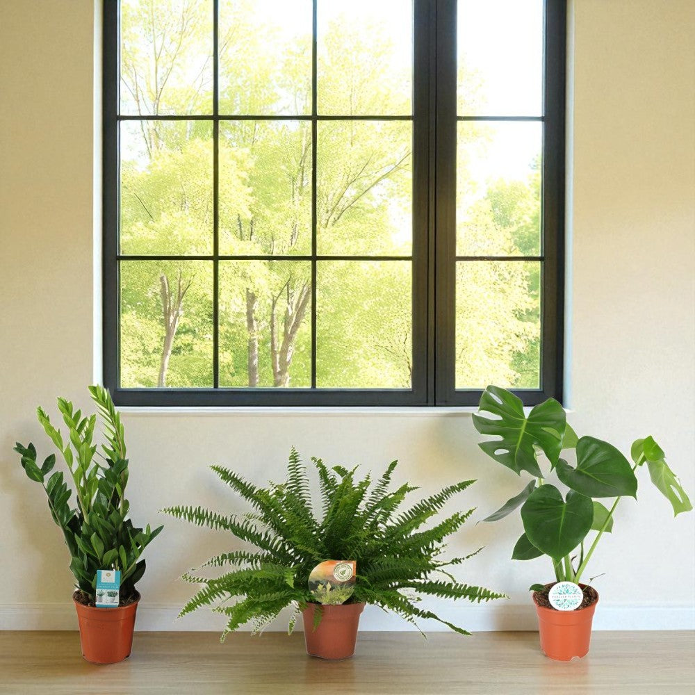 Urban Jungle Starter - Set van 3 kamerplanten