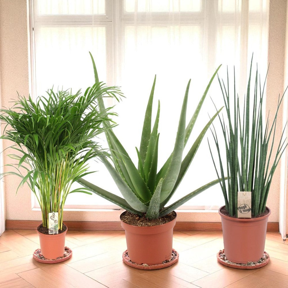 Groen geluk - Set van 3 kamerplanten