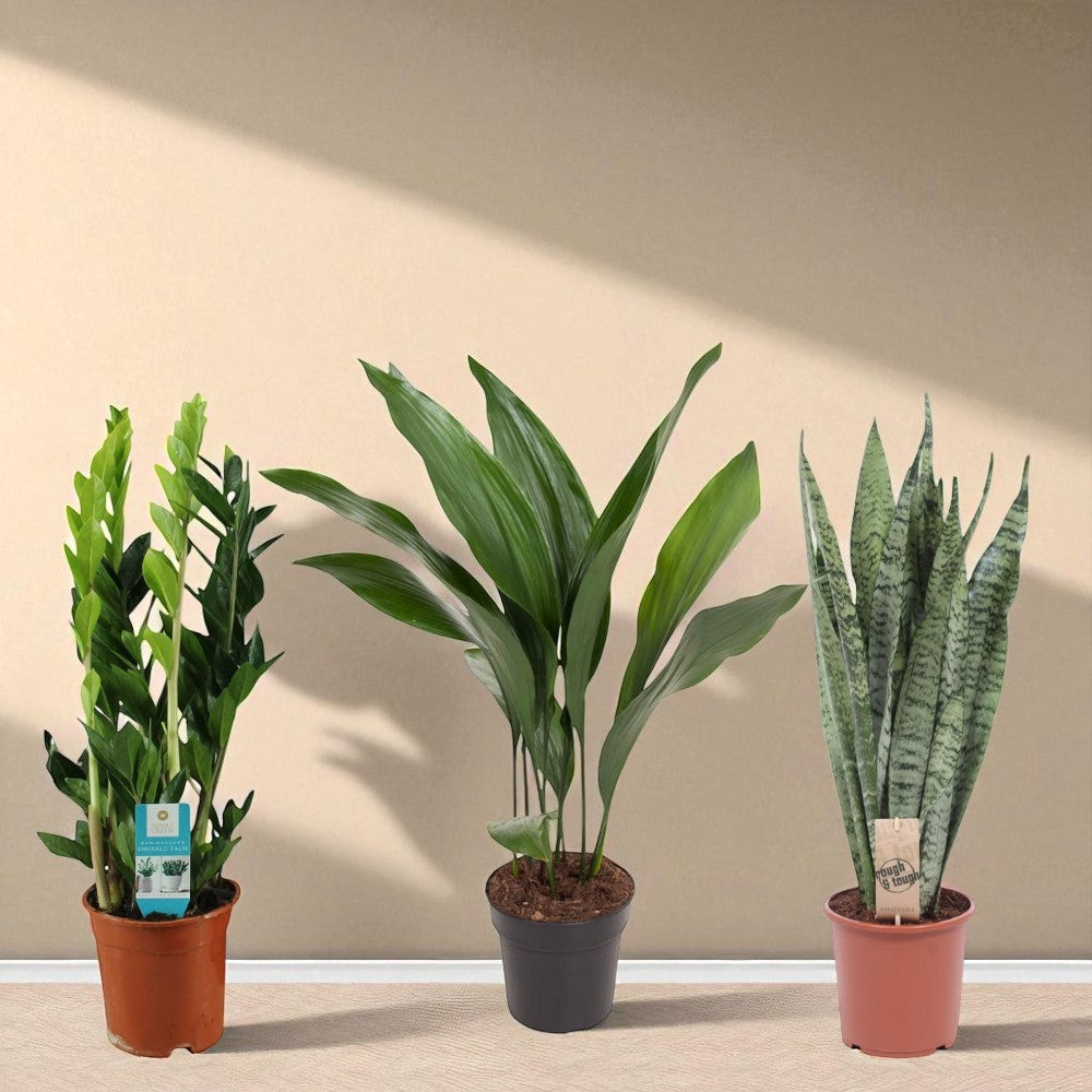 Schaduwhelden - Set van 3 kamerplanten