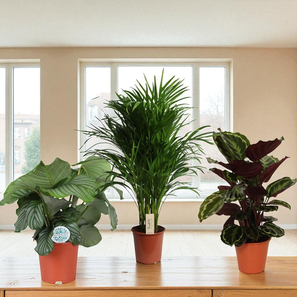 Pootjesproof Set - Set van 3 kamerplanten