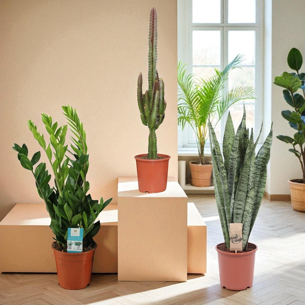 Ik vergeet altijd water te geven - Set van 3 kamerplanten