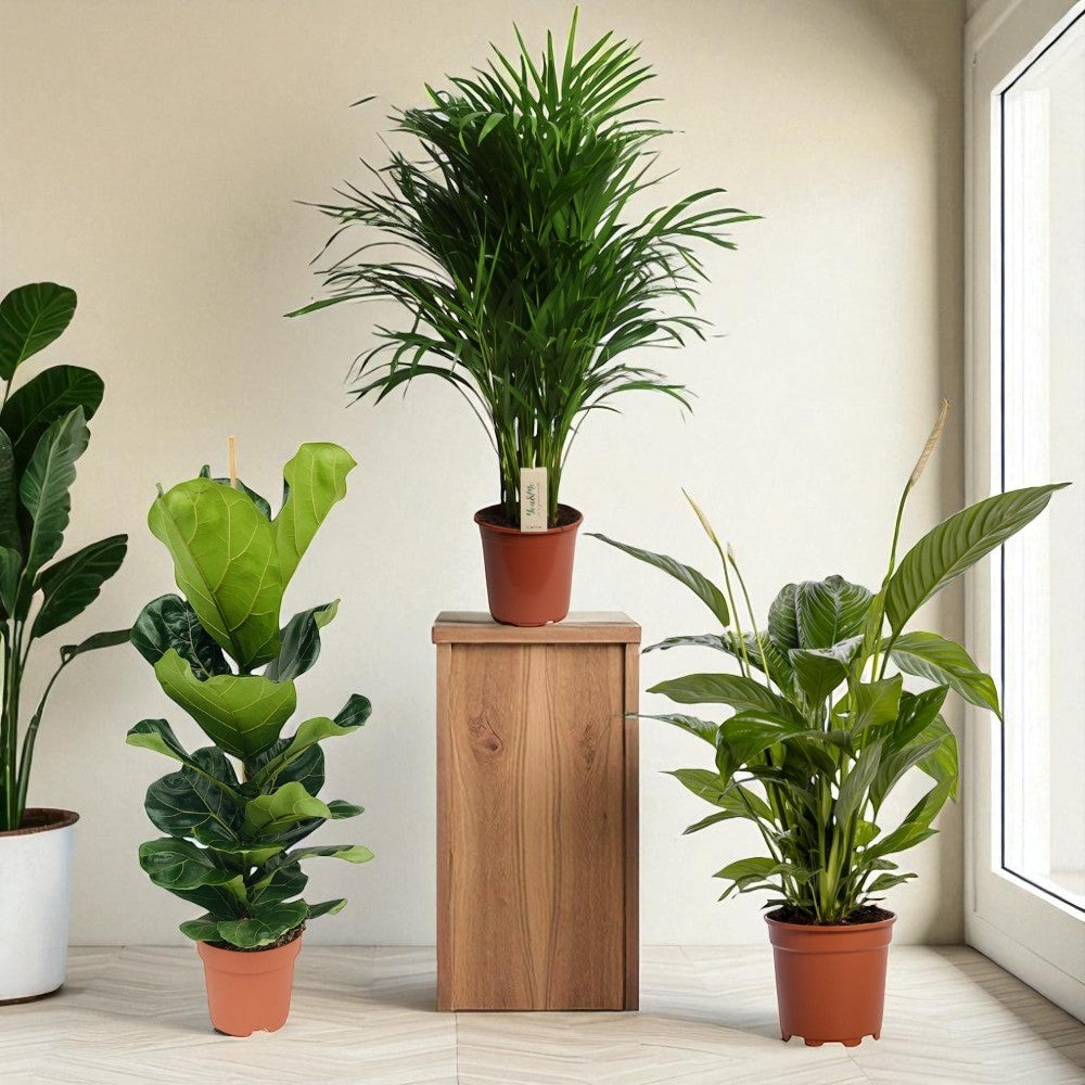 Adem In, Adem Uit - Set van 3 kamerplanten