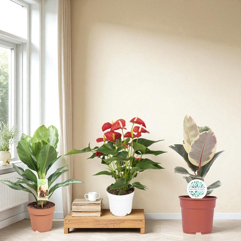 Plant & Present Box - Set van 3 kamerplanten