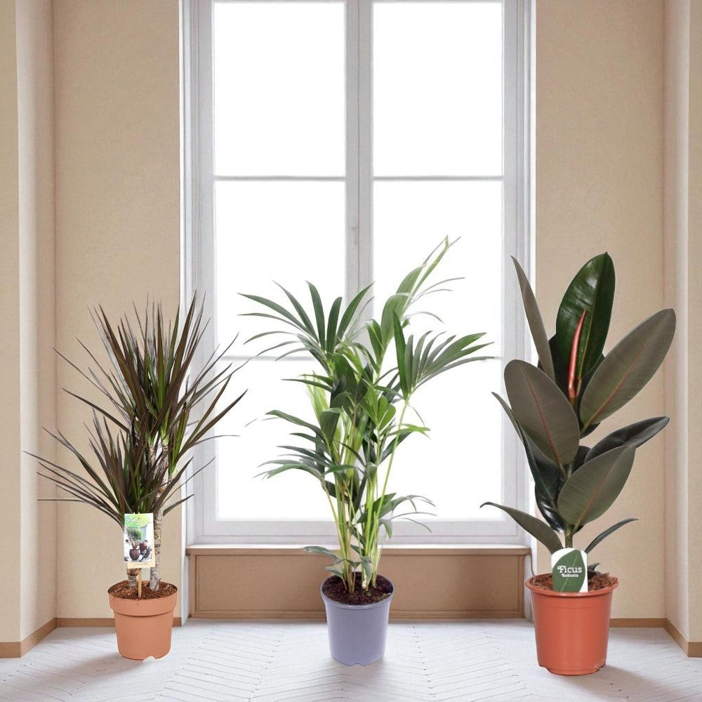 Nieuwe Woning Set - Set van 3 kamerplanten