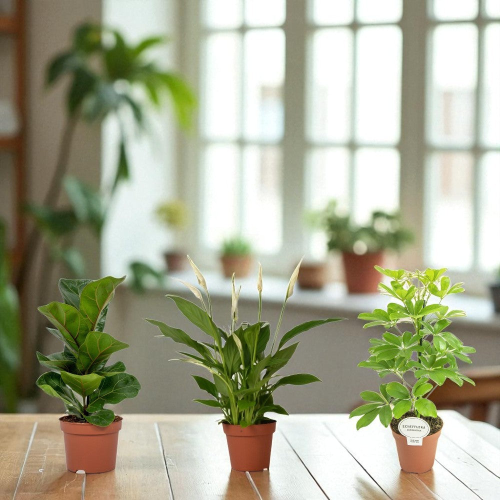 Bureau Botanica - Small