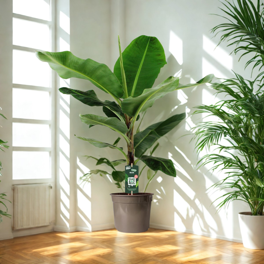 Bente de Bananenplant - Musa (Bananenplant) – Ø27cm – ↕150cm