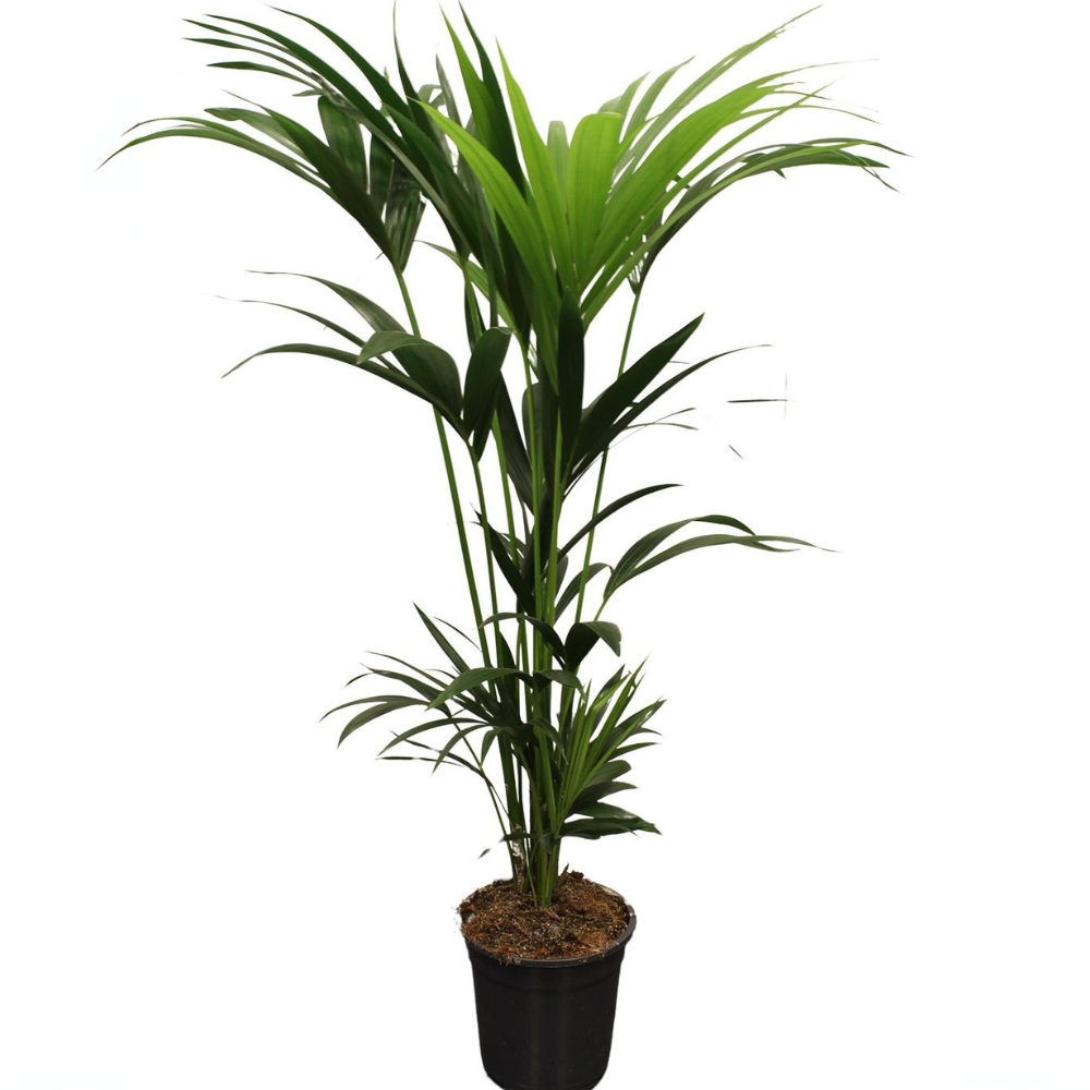 Karel de Kentia - Howea Forsteriana - Ø21cm - ↕120cm