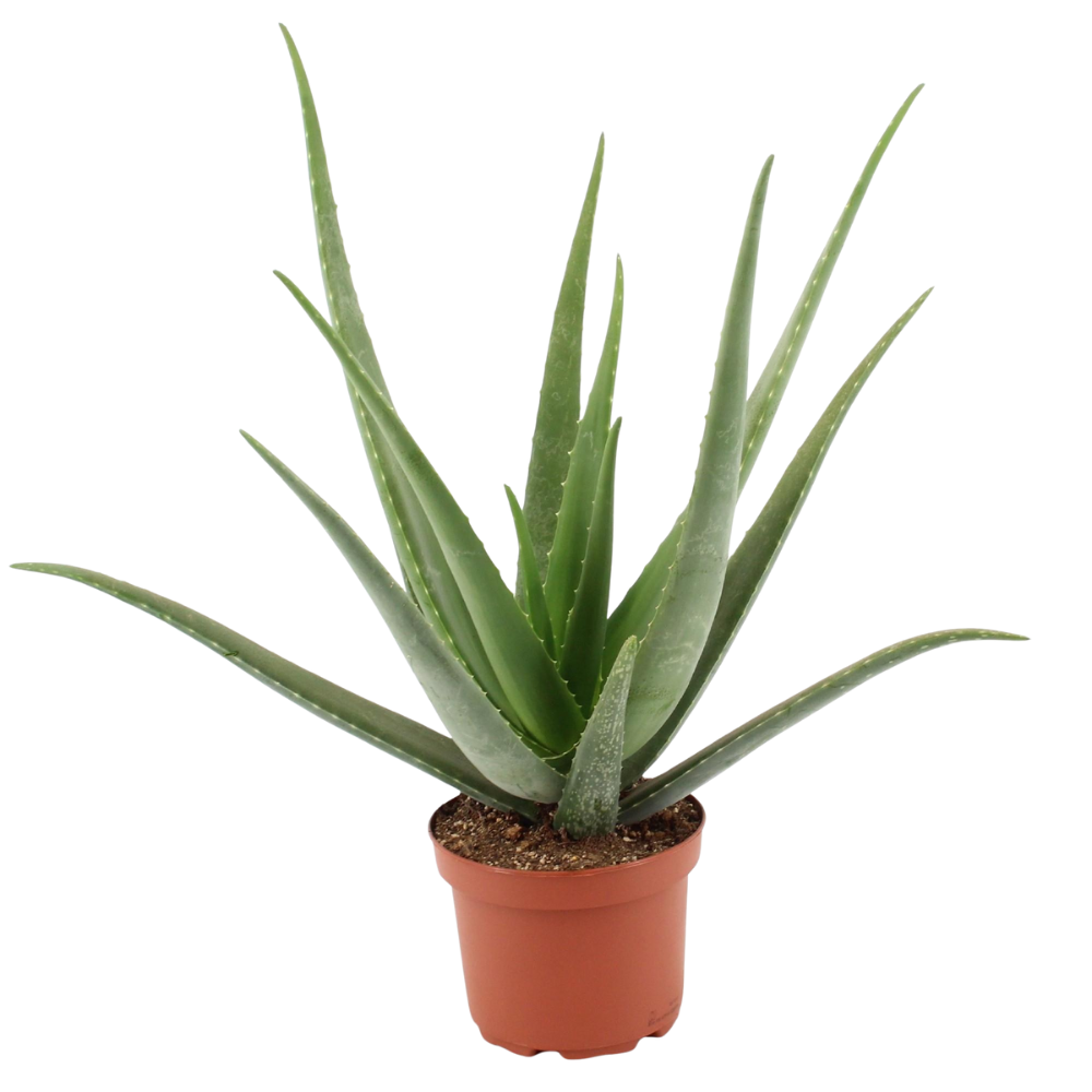 Alex de Aloë - Aloe Vera - Ø19cm - ↕70cm