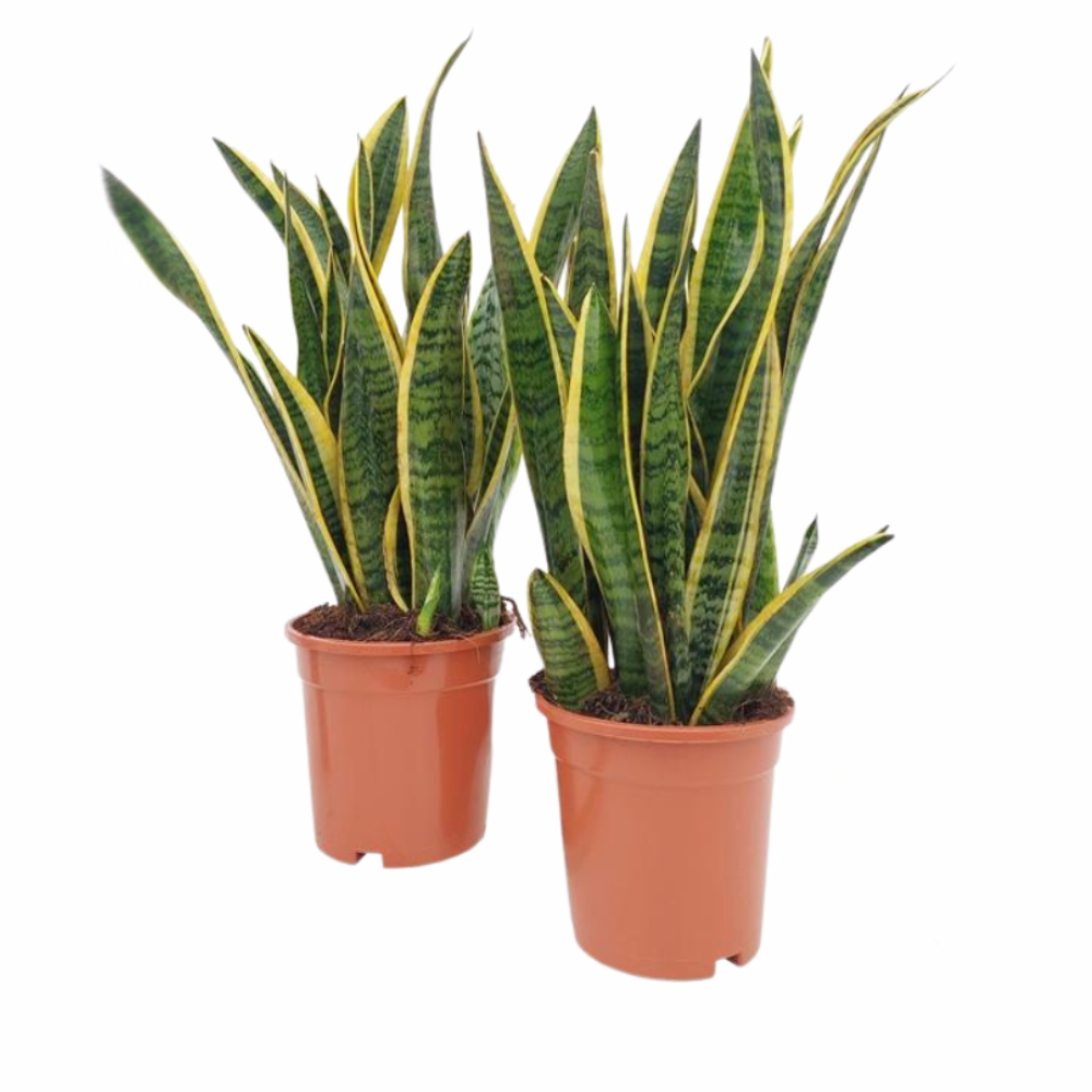 Lars de Laurentii  - Sansevieria Laurentii - Ø17 cm - ↕50 cm