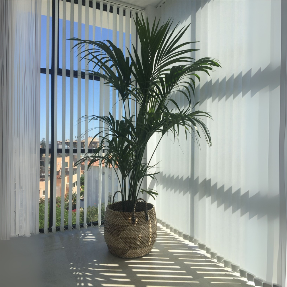 Karel de Kentia - Kentia Palm XXL – Ø35cm – ↕260cm