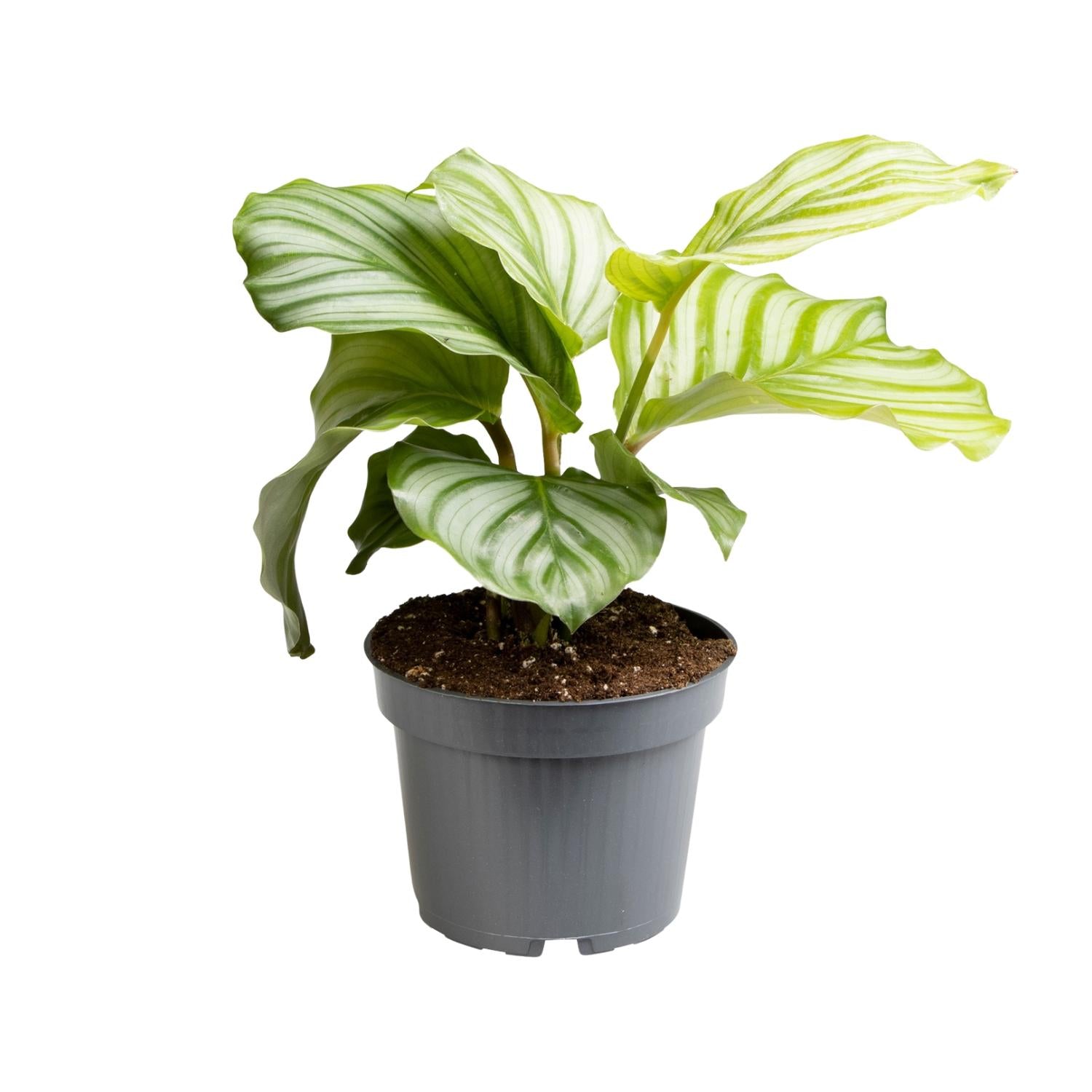 Otis de Calathea - Calathea Orbifolia - Ø12cm - ↕25cm