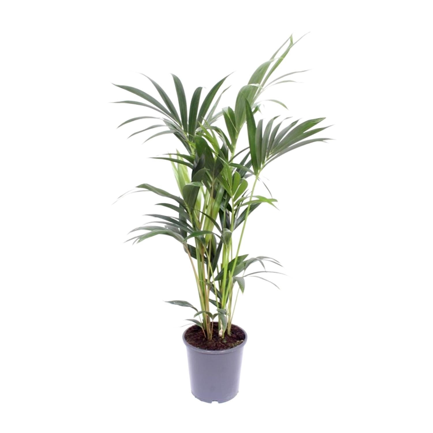 Kent de Kentia - Howea Forsteriana - Ø17cm - ↕75cm
