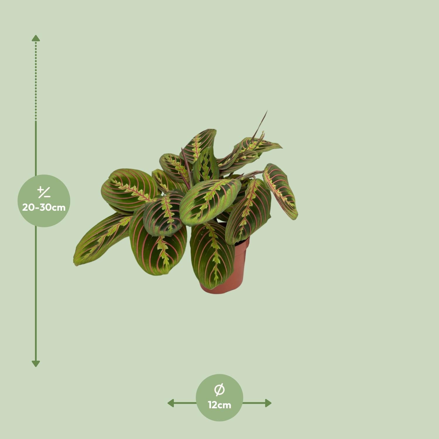Fenna de Fascinator - Maranta Fascinator (Pijlwortel) - Ø12cm - ↕20cm