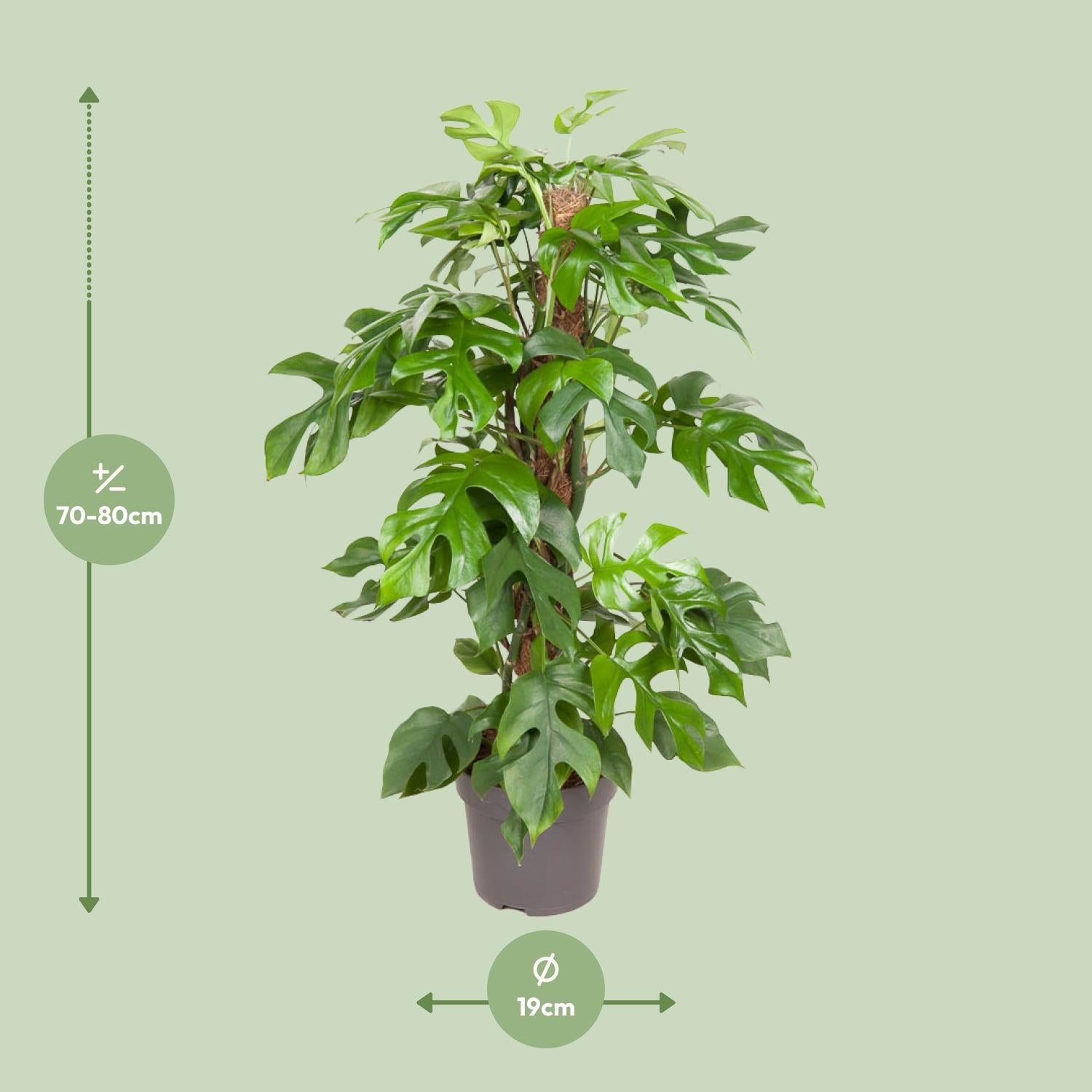 Mila de Mini Monstera - Monstera Minima - Ø19cm - ↕80cm