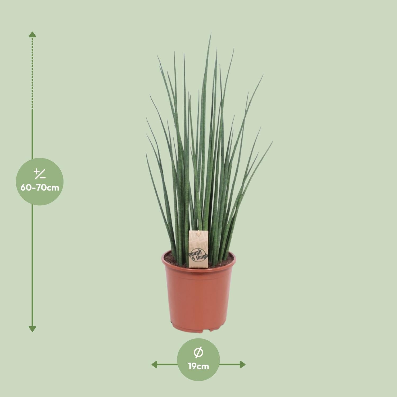 Mika de Mikado - Sansevieria Mikado - Ø19cm - ↕70cm