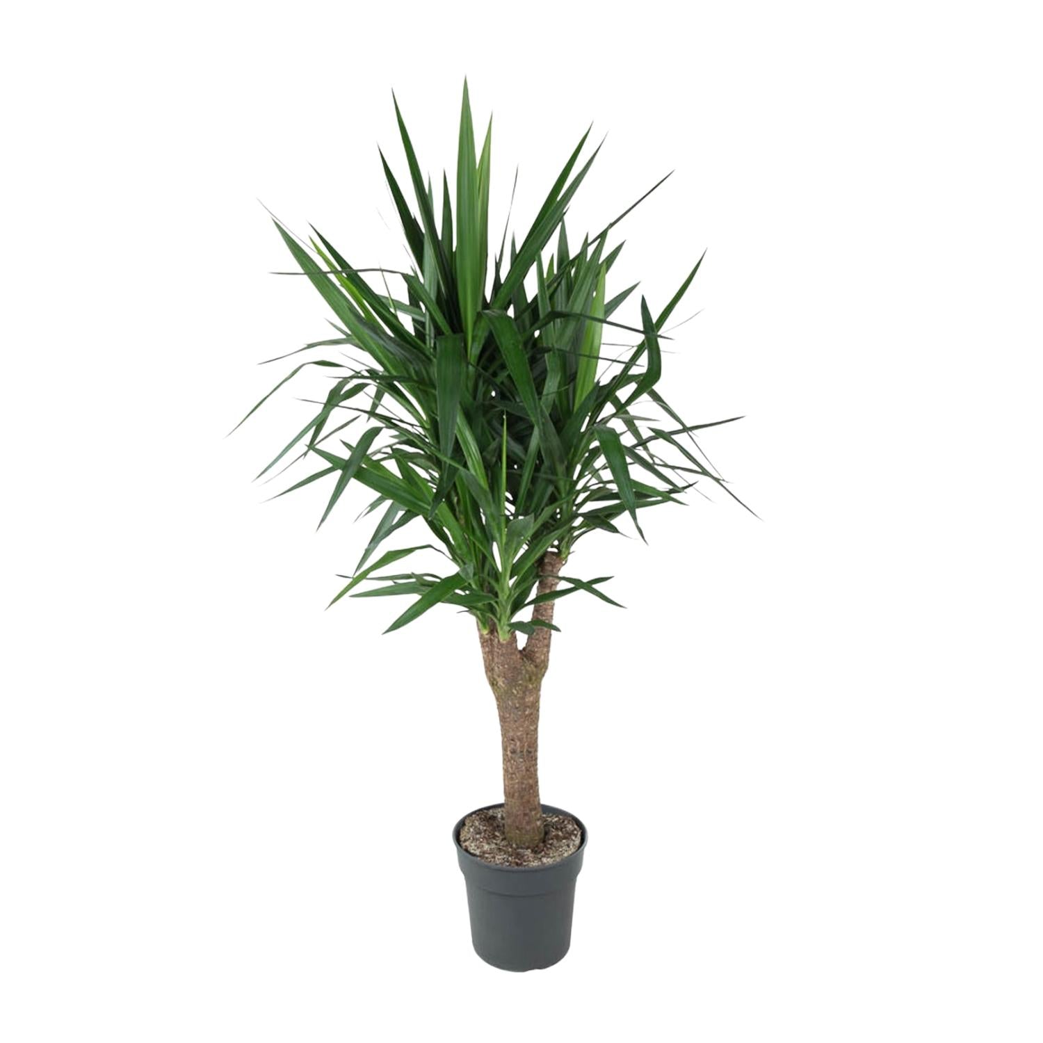 Jeremy de Yucca  - Yucca Elephantipes Vertakt – Ø31cm – ↕150cm