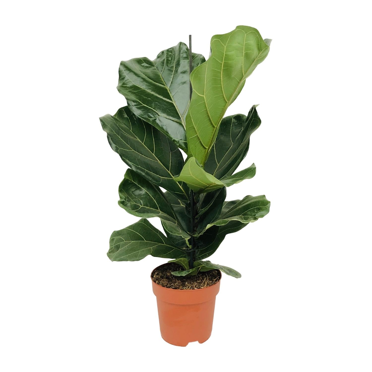 Leo de Ficus - Ficus Lyrata - Ø17cm - ↕75cm