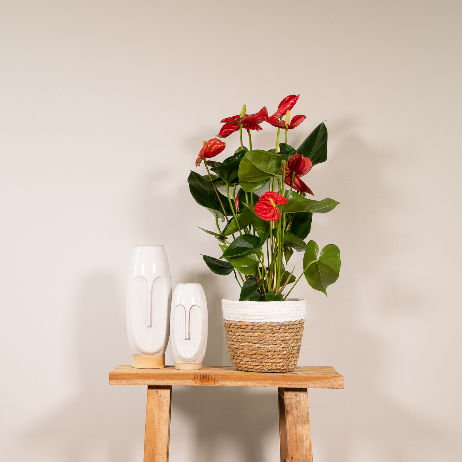 Ruby de Anthurium - Anthurium Red - Ø17cm - ↕55cm