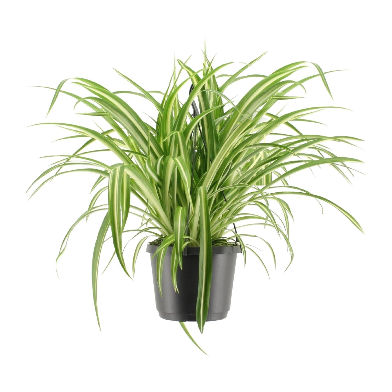 Charlie de Graslelie - Chlorophytum Comosum Variegatum - Ø17cm - ↕30cm
