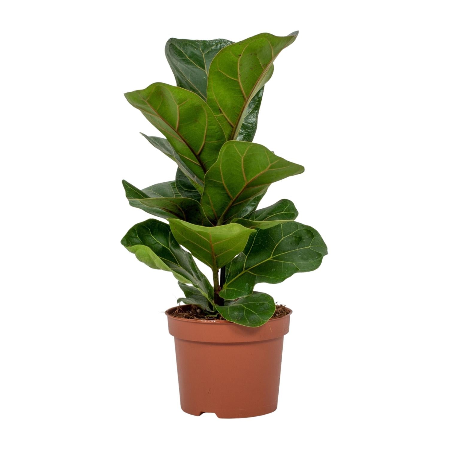 Leo de Ficus Mini - Ficus Lyrata - Ø12cm - ↕30cm