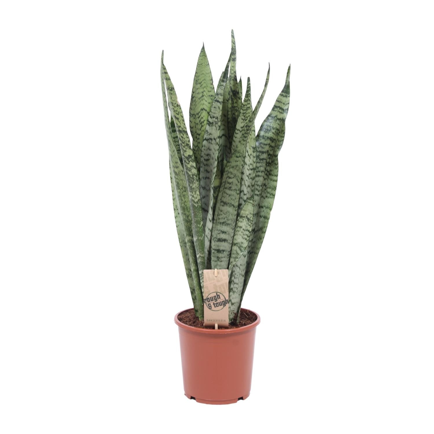 Boudewijn de Zeylanica - Sansevieria Zeylanica - Ø17cm - ↕70cm