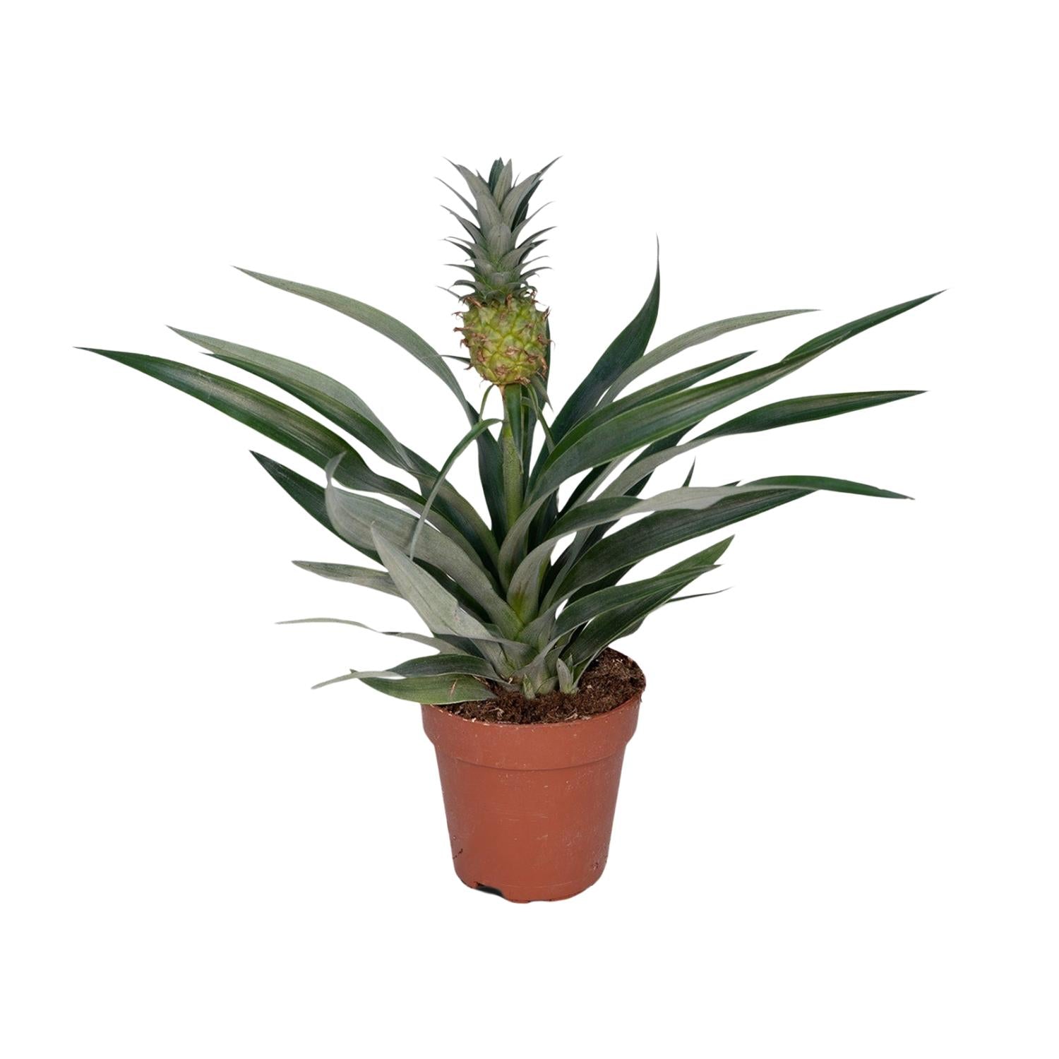 Anna de Ananas - Bromelia Ananas - Ø12cm - ↕30cm