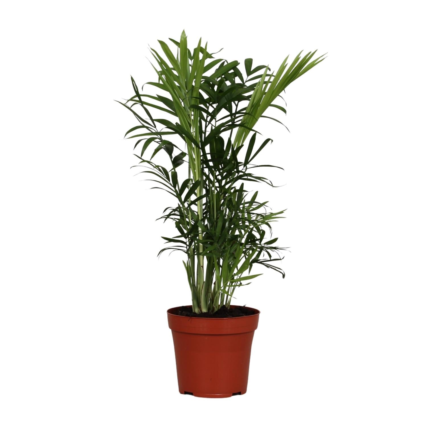 Camiel de Palm - Chamaedorea Elegans - Ø12cm - ↕40cm