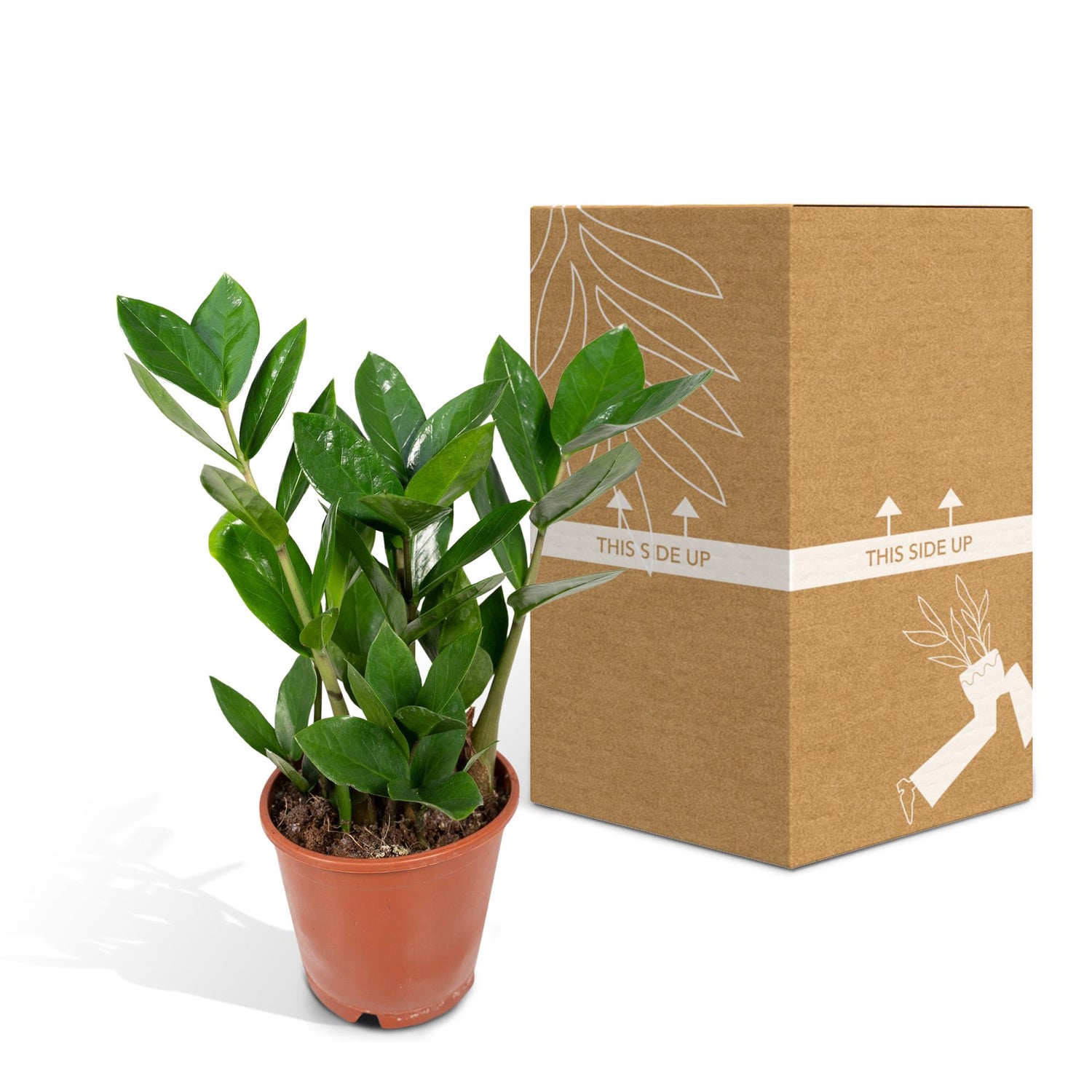Zaza de ZZ Mini - Zamioculas - Ø12cm - ↕35cm
