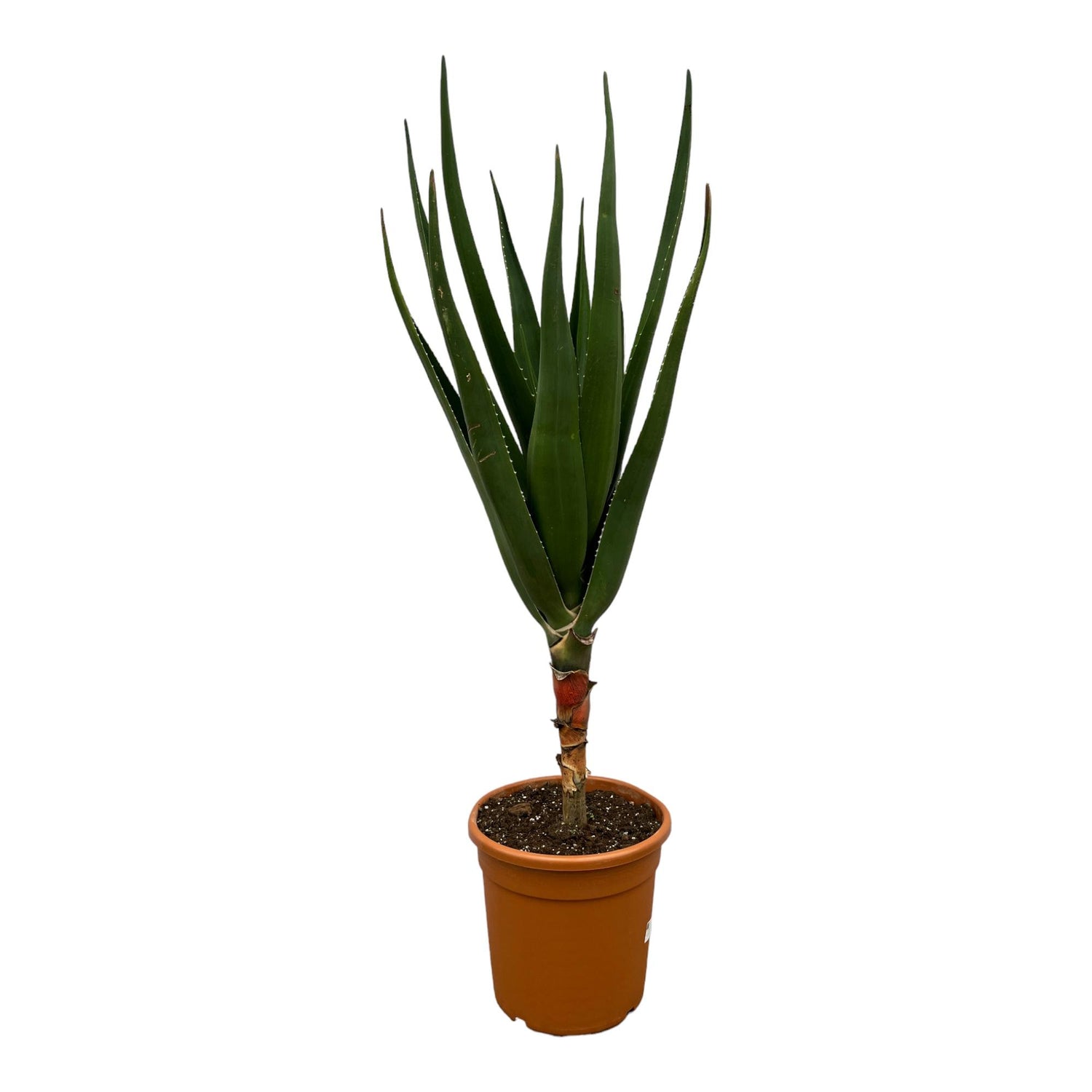 Axel de Aloë  - Aloë Barberae – Ø30cm – ↕160cm