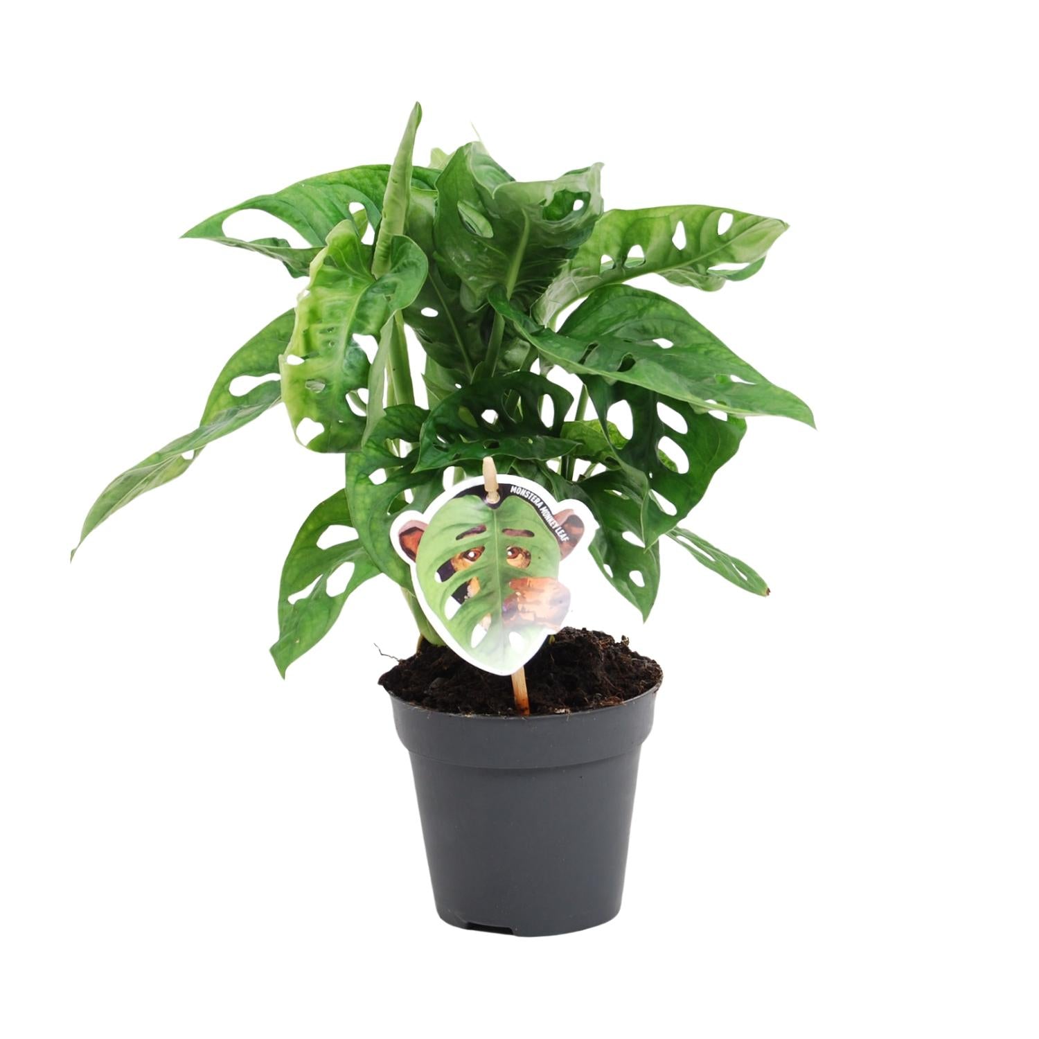 Marc de Monstera - Monstera Monkey Leaf - Ø12cm - ↕30cm