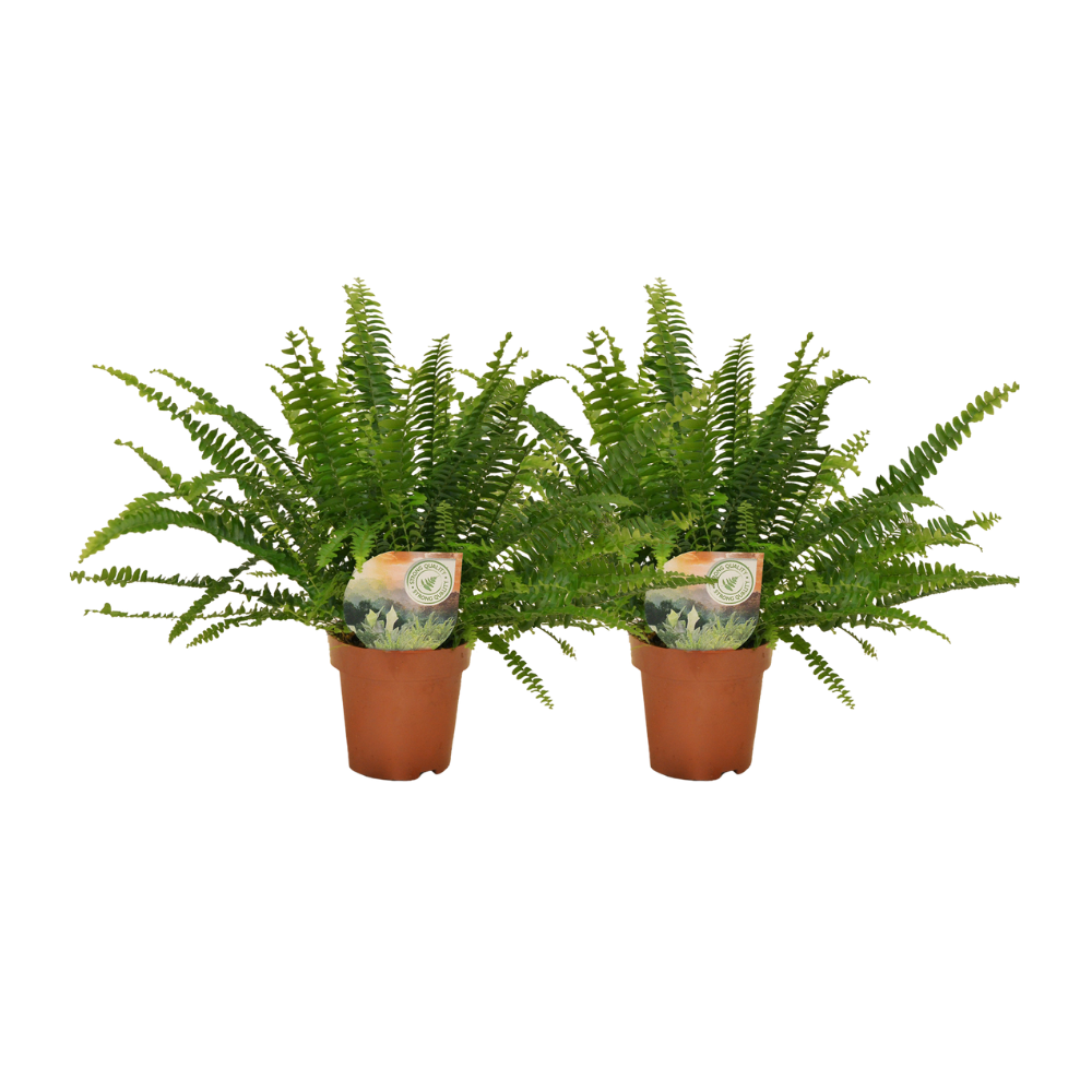 Kris de Krulvaren  - Nephrolepis krulvaren - 2 stuks - ø12 - ↕30cm