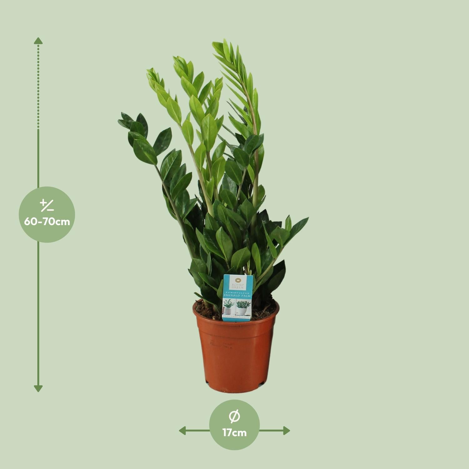 Sam de ZZ-plant - Zamioculcas Zamiifolia - Ø17cm - ↕65cm