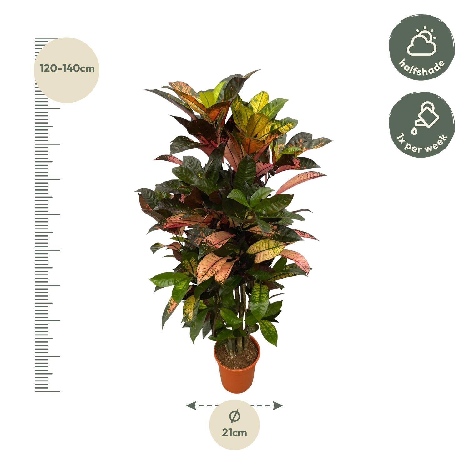 Glenn de Croton - Codiaeum Iceton Vertakt – Ø24 cm – ↕120 cm