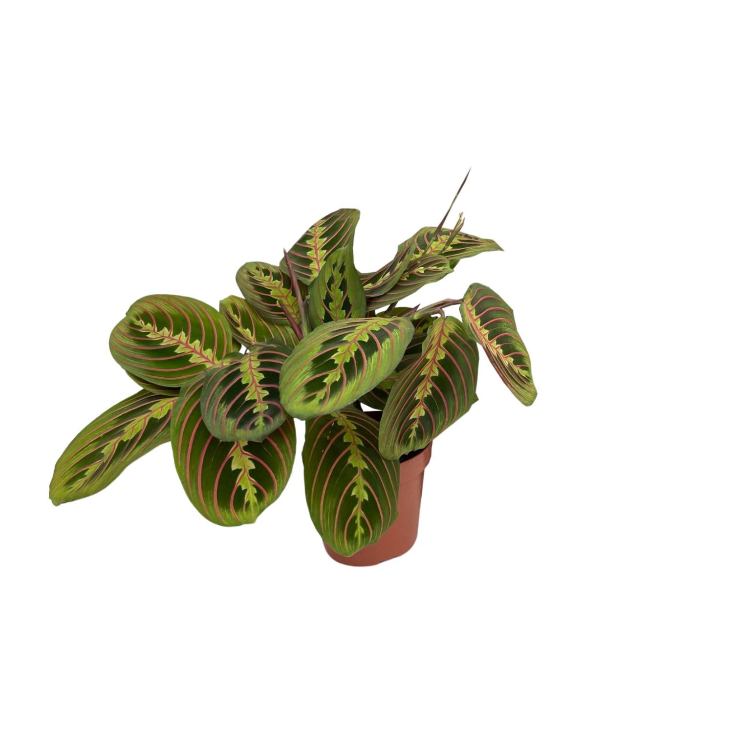 Fenna de Fascinator - Maranta Fascinator (Pijlwortel) - Ø12cm - ↕20cm