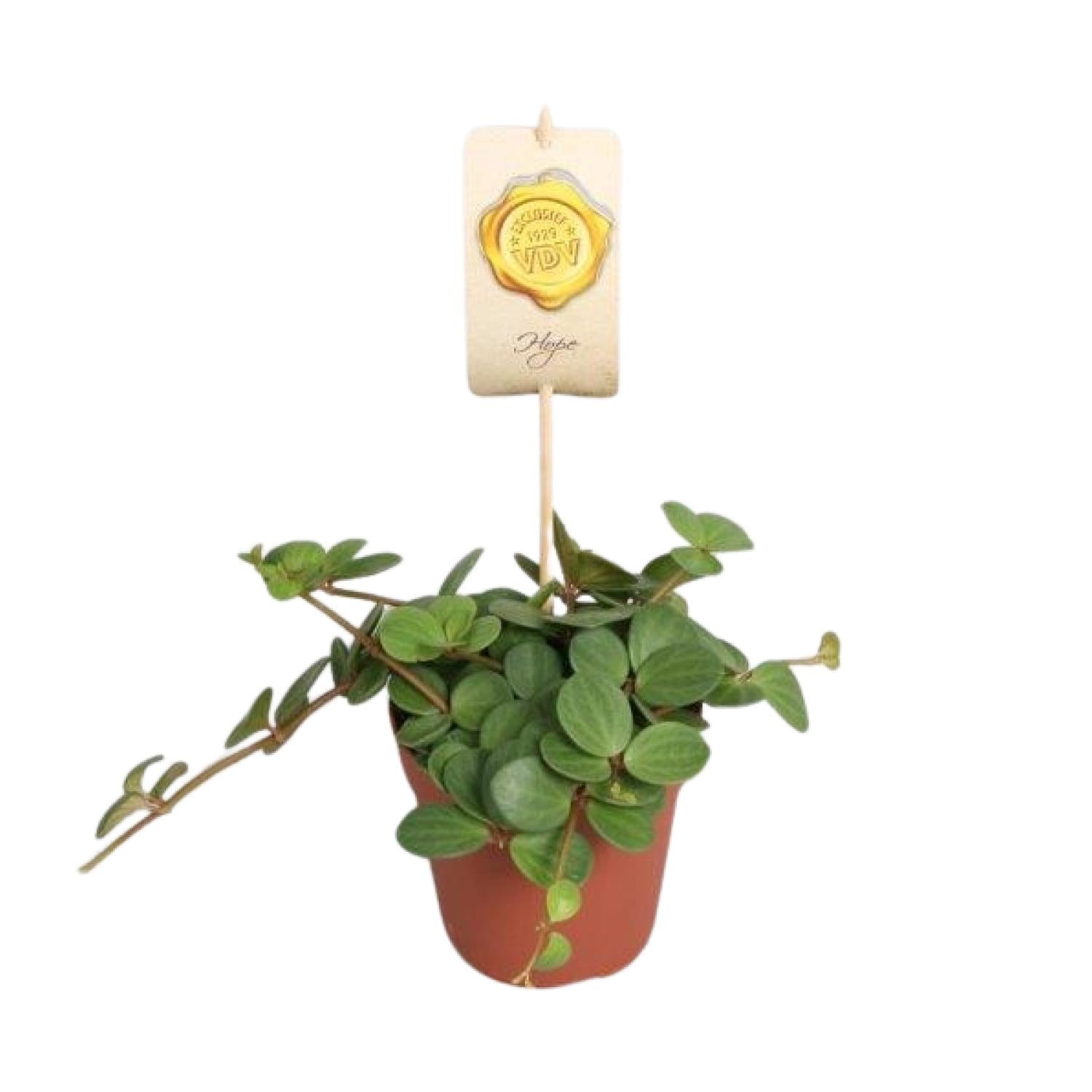 Pepijn de Peperomia - Peperomia Hope - Ø12cm - ↕15cm