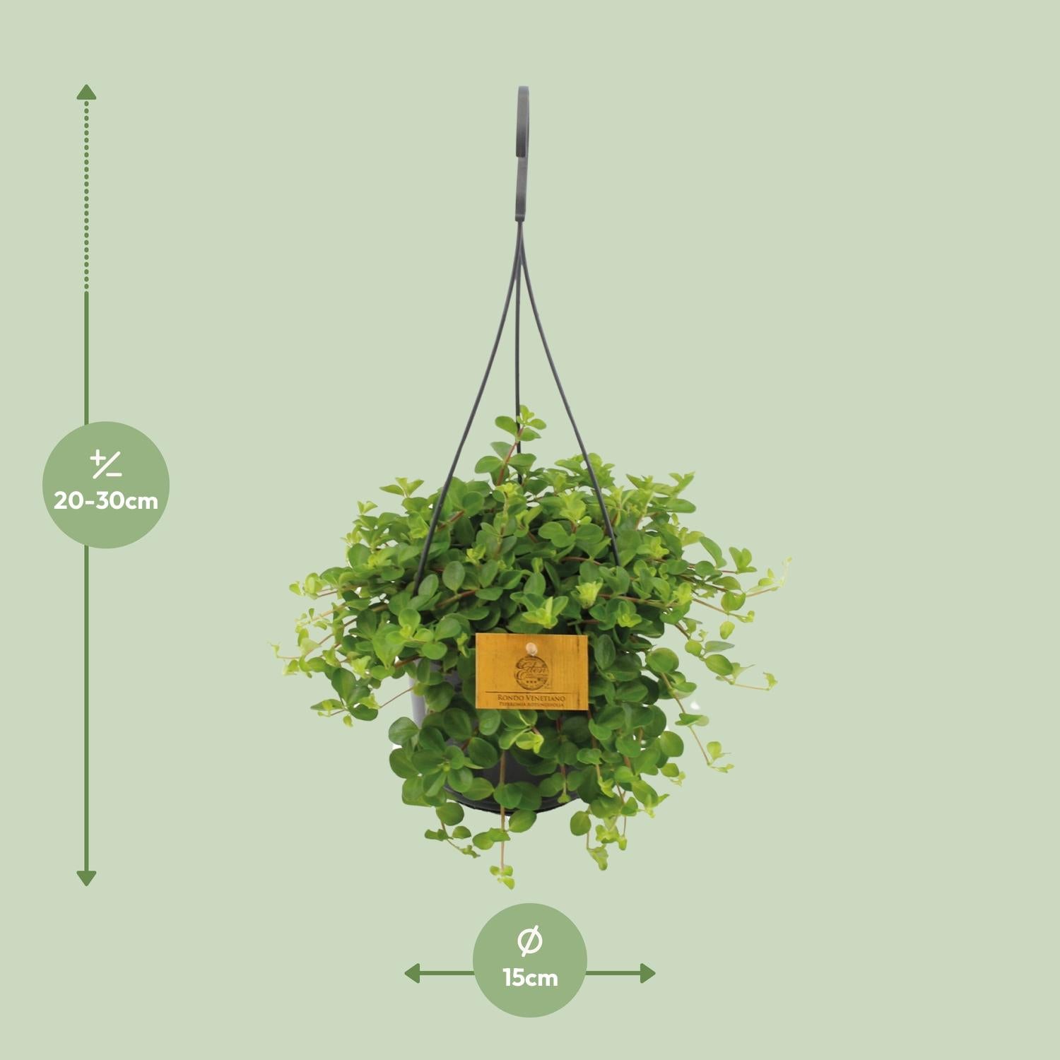 Pip de Peperomia - Peperomia Rotundifolia - Ø15cm - ↕25cm