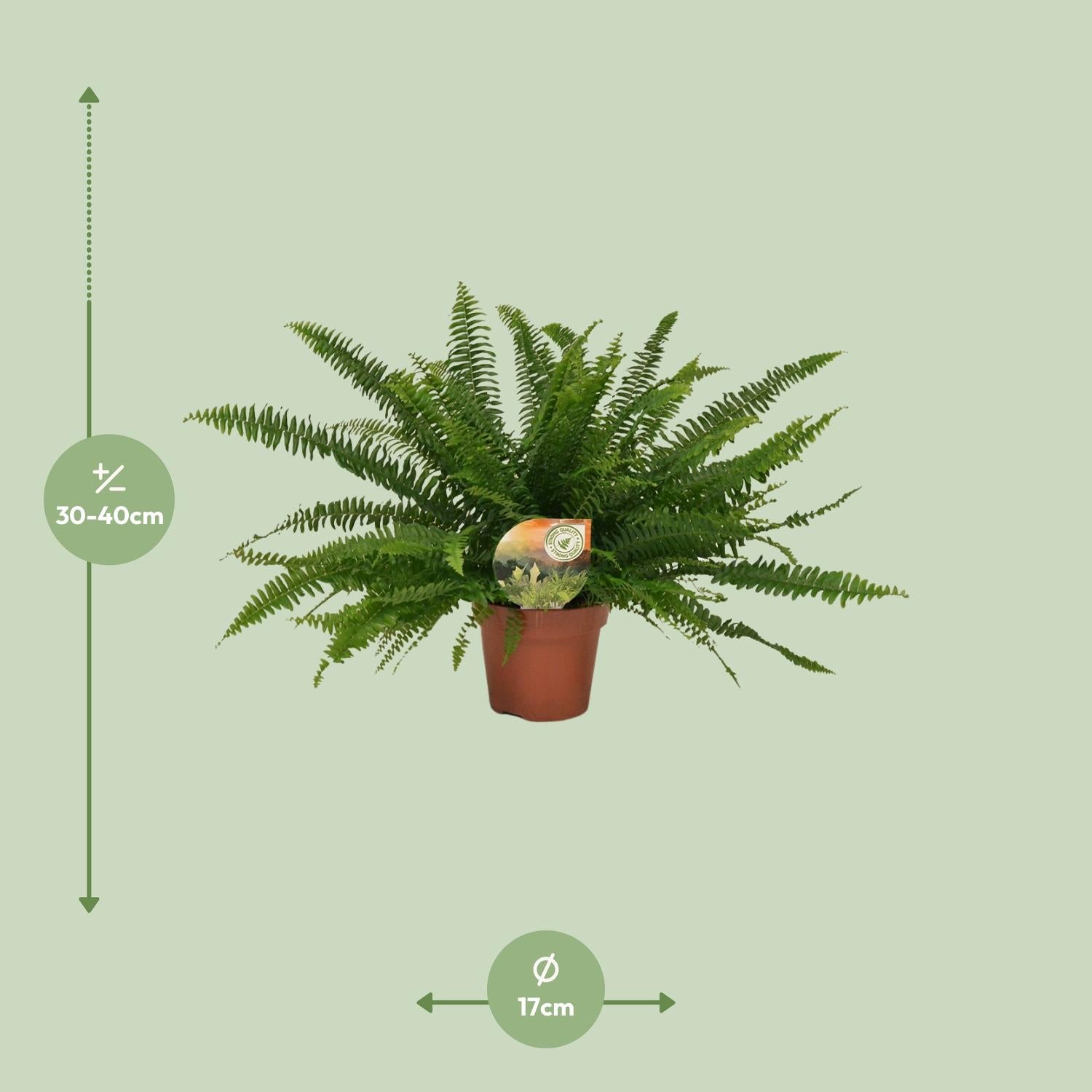 Vera de Varen – Nephrolepis Green Lady - Ø17cm - ↕40cm