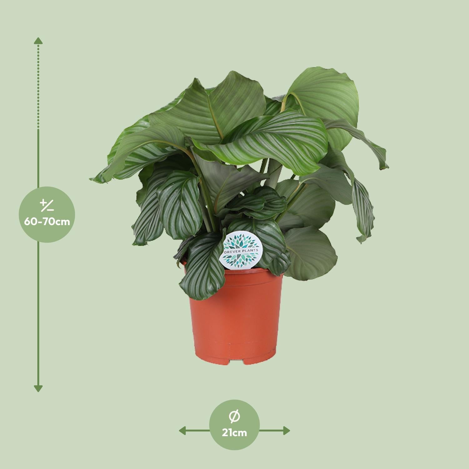 Olivia de Calathea - Calathea Orbifolia - Ø21cm - ↕70cm