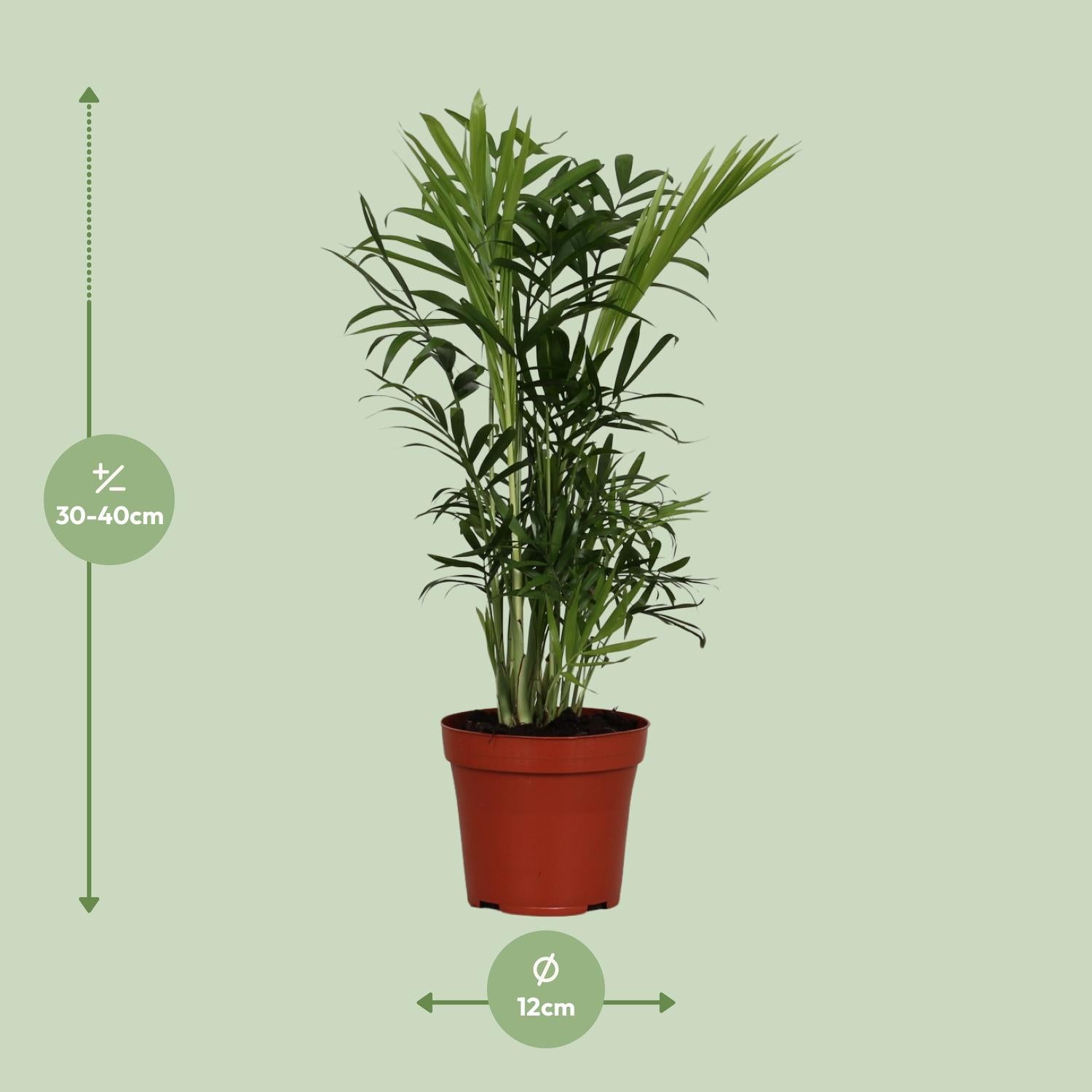 Camiel de Palm - Chamaedorea Elegans - Ø12cm - ↕40cm
