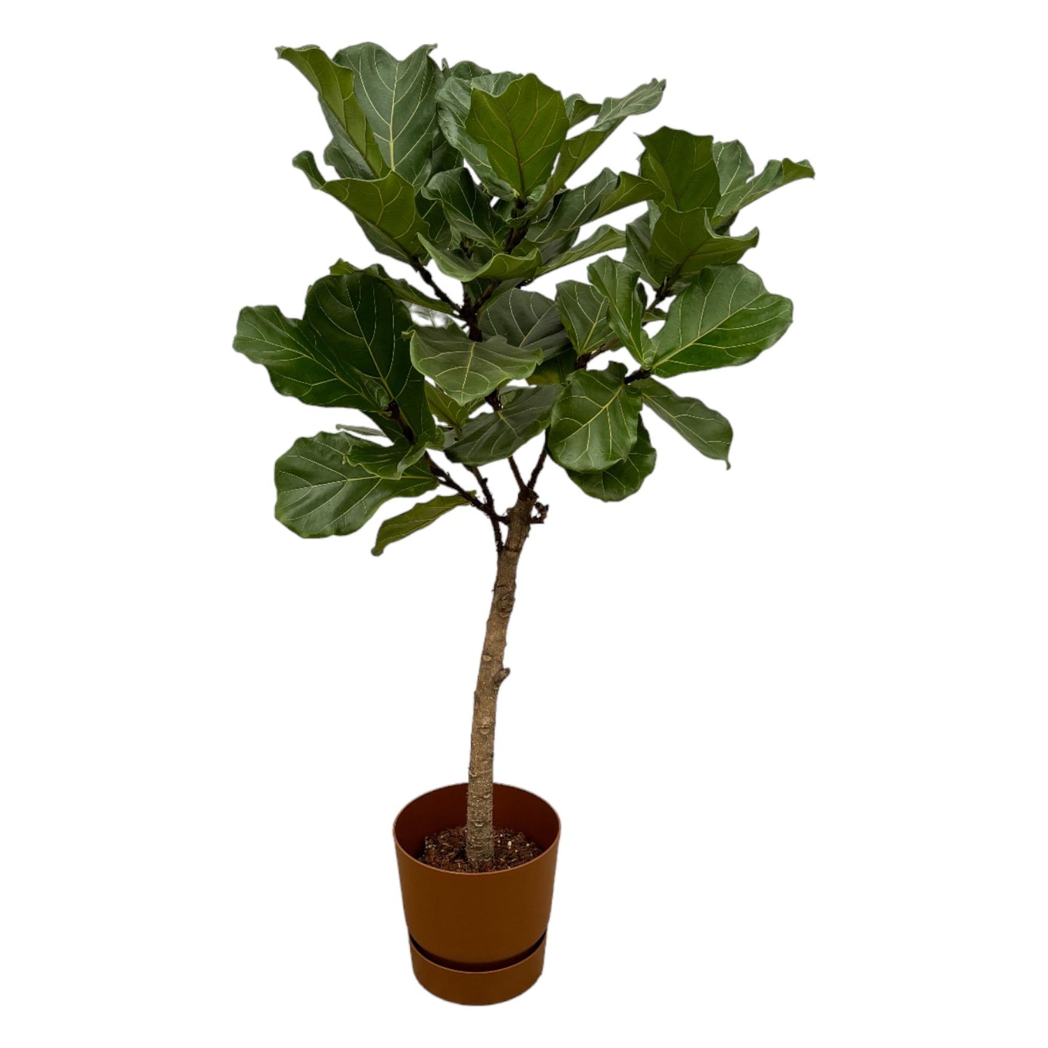 Lynn de Lyrata - Ficus Lyrata Stam – Ø30cm – ↕160cm