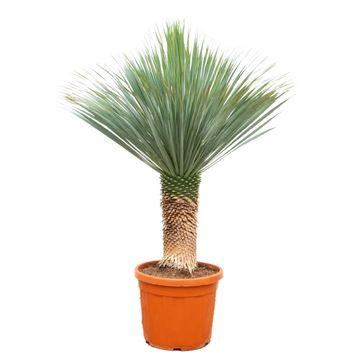 Jax de Yucca - Yucca Rostrata – Ø55 cm - ↕140–160 cm