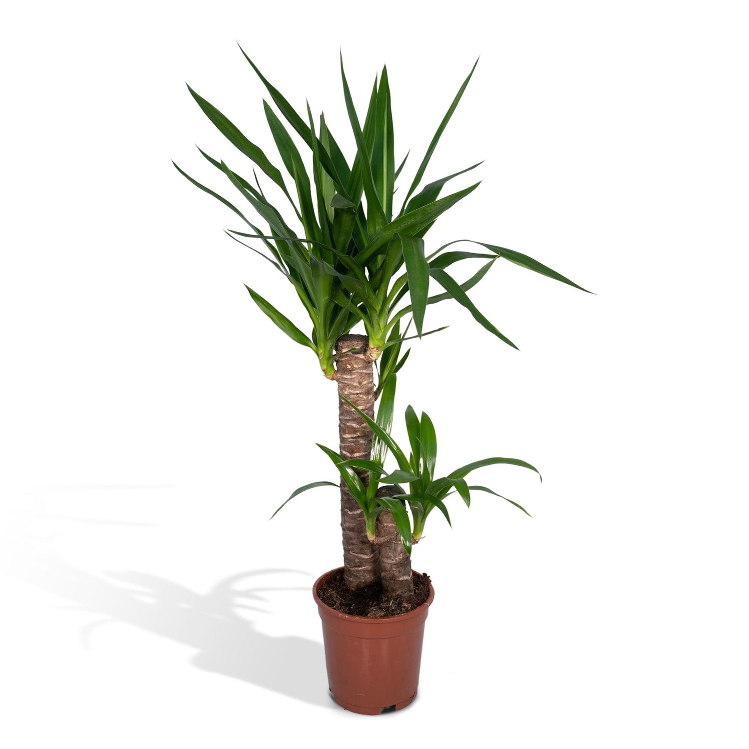 Yara de Yucca - Yucca Elephantipes - Ø17cm - ↕85cm